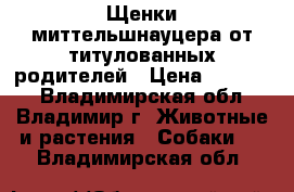 Щенки миттельшнауцера от титулованных родителей › Цена ­ 20 000 - Владимирская обл., Владимир г. Животные и растения » Собаки   . Владимирская обл.